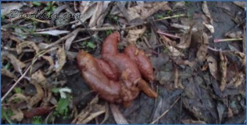 PooAlina Pukes, Drinks Piss, and Eats Shit in Autumn Forest - Scat Download