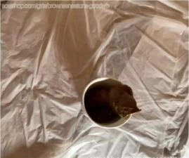 Watch BrownSensation8 Shit in Coffee Cup and Enjoy Hardcore Anal Pooping - Scat Download