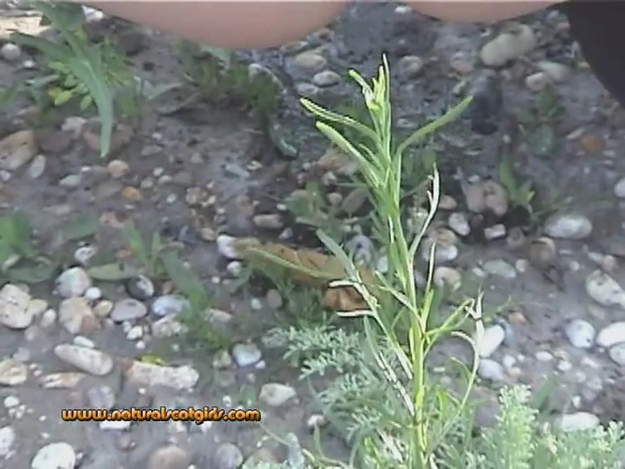 Natural Scat Girls Performer Teases and gets into Fresh Pile - Scat Download